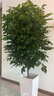 嘆為觀(guān)止大型植物發(fā)財樹(shù)各種大顆盆栽開(kāi)業(yè)喬遷客廳辦公室內好養大型花卉 幸福樹(shù)【1.2-.1.4米】 含盆 曬單實(shí)拍圖