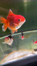 備能 英國大白片內寄魚(yú)藥龍魚(yú)用錦鯉鸚鵡凸眼頭洞爛尾白點(diǎn)水霉病40片 曬單實(shí)拍圖