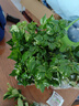幸福樹(shù)平安樹(shù)綠植花卉小盆栽室內客廳辦公室四季常青植物凈化空氣 5A幸福平安樹(shù)2盆多顆原盆+肥料 曬單實(shí)拍圖