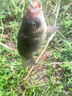 川澤伊豆綁好子線雙鉤成品魚鉤套裝金海夕仕掛鯽鯉魚翹嘴小魚鉤鳊魚鉤 伊豆45cm【鉤4線0.8+鉤5線1.0】 各10付【共20付盒裝】 曬單實(shí)拍圖