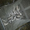 野營(yíng)者便攜釣魚(yú)桶可坐單層釣箱超輕魚(yú)桶多功能全套釣桶垂釣臺釣箱 27L 黑金-可坐釣桶《套餐八》 曬單實(shí)拍圖