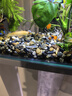 派樂(lè )特魚(yú)缸溪流石底砂造景底沙子水草裝飾雨林鋪底石頭子缸生態(tài)5斤 曬單實(shí)拍圖