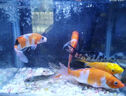 錦鯉魚活體觀賞魚活魚小型易養(yǎng)冷水淡水魚小魚苗錦鯉金魚好看錦鯉 10-12cm 六色錦鯉套餐6條 曬單實(shí)拍圖