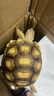 Reptile Structure爬結構爬蟲(chóng)鈣粉豹紋守宮蜥蜴烏龜補鈣質(zhì)開(kāi)食電解維他命OUTD3腸胃 80g 1瓶 D3鈣粉 曬單實(shí)拍圖