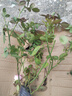艾莎夢(mèng)露玫瑰花苗切花月季綠植物四季開(kāi)花朱麗葉藍色風(fēng)暴大花盆栽 卡羅拉中苗（花期帶花苞）40-60cm高 不含盆 曬單實(shí)拍圖