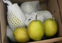 京鮮生 新疆庫爾勒香梨 凈重5斤 單果100g-120g 新鮮水果 源頭直發(fā) 曬單實拍圖
