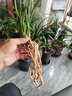 華香園蘭花 【白雪冰心】 春蘭 蘭花苗 濃幽香型 辦公室內耐陰盆栽花卉 白雪冰心3苗裸根帶花苞 曬單實(shí)拍圖