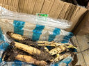 惜林園食用蓮藕苗種根池田大型蔬菜荷花苗粉脆藕種根苗菜瓜 蓮子藕苗5棵【新藕苗】 裸根不帶土 曬單實(shí)拍圖