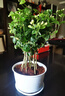【雅之典】重瓣茉莉花盆栽室內觀(guān)花植物四季好養帶花苞開(kāi)花不斷綠植 茉莉花10-12顆【大號敞口盆】 好養活 曬單實(shí)拍圖