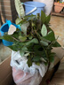 開時果 月季玫瑰花苗帶花苞發(fā)貨 四季開花特大花卉綠植物薔薇花陽臺盆栽 中國紅【180#帶花苞】 1盆（開花 包對版） 曬單實拍圖