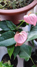 紅掌水培盆栽室內易養水生花卉白掌綠植一帆風(fēng)順客廳觀(guān)花植物粉掌 粉掌1顆（不含其他） 整體高度（28-35cm） 曬單實(shí)拍圖