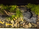 瘋狂水草溪流石溪流底沙溪流缸生態(tài)魚(yú)缸造景全套適合米家魚(yú)缸造景套餐一體 曬單實(shí)拍圖