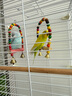 哈駱頓（HALODN）鳥籠鸚鵡專用鳥籠站桿鳥窩籠子虎皮玄鳳八哥鴿子畫眉中大型鳥籠 加高款珍珠白豪華鳥籠7件套 【防腐耐用，雙層可住4-8只】 曬單實拍圖