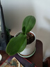 蝴蝶蘭花苗盆栽室內觀(guān)花植物桌面年宵花卉四季好養開(kāi)花綠植 蝴蝶蘭小苗【1.7寸】1顆 隨機色 曬單實(shí)拍圖