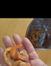 北海印象【北海產(chǎn)地】金鉤海米小號250g淡干蝦仁開洋干貨煲湯源頭直發(fā)包郵 曬單實拍圖