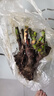 香水玫瑰花苗大花濃香型月季老樁盆栽花卉室內(nèi)外陽臺(tái)庭院四季開花 珍愛紅玫瑰【濃香/中瓣/四季開花】 精選10年老樁苗【3顆裝】+肥 曬單實(shí)拍圖