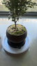八芽 小葉赤楠盆景擺件室內(nèi)綠植花卉盆栽老樁客廳辦公室桌面好養(yǎng)植物 （【熱銷款】舍得紫砂盆赤楠+苔蘚+底座） 曬單實(shí)拍圖