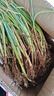 京譽(yù)河南農(nóng)家大蔥苗新鮮現(xiàn)挖大蔥栽子蔥苗山東大蔥秧苗小苗春季移栽苗 大蔥苗子100顆 曬單實(shí)拍圖
