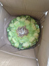 新鮮食用生吃現(xiàn)摘現(xiàn)發(fā)葵花盤頭帶籽帶盤原味向日葵葵花子 大盤(直徑22cm左右)*2盤 曬單實(shí)拍圖