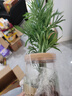 佰花錦【水培新寵】水培袖珍椰子綠植辦公室盆栽四季常青凈化空氣植物 【1盆裝】袖珍椰子+透明水培樹(shù)脂瓶 整體高度約15-25cm 曬單實(shí)拍圖