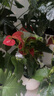 植男植女【買一送一】紅掌好養(yǎng)綠植盆栽四季開花室內(nèi)外養(yǎng)辦公桌面源頭直發(fā) 曬單實(shí)拍圖