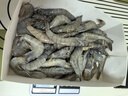 蝦有蝦途青島大蝦 超大號青蝦鮮蝦海蝦基圍蝦鮮冷凍生鮮水凍特大15-17cm 15-17厘米整箱 3斤(凈重)  【近期新貨】 曬單實拍圖
