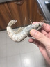賣魚郎先生青島鹽凍大蝦凈重3.6斤 20-25只/斤 白蝦基圍蝦生鮮 蝦類 曬單實(shí)拍圖