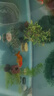 瘋狂水草（FKSC）真水草魚(yú)缸造景套餐凈化水質(zhì)懶人魚(yú)缸水草植物直接入缸蜈蚣草 【火山石】水草組合一3棵裝 曬單實(shí)拍圖