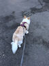 愛(ài)肯拿（ACANA）狗糧 全價(jià)通用 成犬幼犬 經(jīng)典雞草原雞肉天然犬糧2kg 效期26/1 曬單實(shí)拍圖