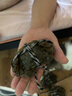 【活蟹】蟹叁鉗莊大閘蟹去繩足重 1.8-2.1兩 8只鮮活六月黃鮮活螃蟹水產(chǎn)禮盒源頭直發(fā) 曬單實(shí)拍圖