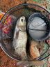 沃鼎王者神劍三代釣魚竿碳纖維超輕鯽魚竿大物竿魚桿臺釣竿7.2米 6.5H 曬單實拍圖