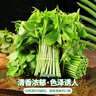 樹(shù)仔菜新鮮潮汕菜五指山野菜當季天綠涼拌菜酒樓食材特色蔬菜包郵 500g 曬單實(shí)拍圖