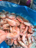 美加佳熟凍北極甜蝦腹籽凈重3斤 90/120規格  海鮮水產(chǎn) 熟凍甜蝦 曬單實(shí)拍圖