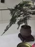 文竹+陶瓷盆  盆栽植物室內客廳盆景辦公室懶人好養綠植創(chuàng  )意擺件 文竹+綠色冰裂盆+高腳方底座 帶盆栽好 曬單實(shí)拍圖