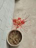 彼岸花種球曼珠沙華紅花換錦石蒜種球陽(yáng)臺盆栽濃香四季播種花種籽 彼岸花種球（紅色） 5個(gè)球直接1-2cm（試種） 曬單實(shí)拍圖
