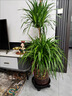 龍血樹(shù)客廳綠植多頭龍須樹(shù)龍鐵樹(shù)客廳綠植室內(nèi)大型龍血樹(shù)植物盆栽 龍血樹(shù)雙層1.3-1.4m[梯形樹(shù)脂盆] 曬單實(shí)拍圖
