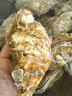 鮮京采 鮮活生蠔3XL 凈重6.18斤 15-20只 生鮮海鮮 七夕聚餐 源頭直發(fā) 曬單實拍圖