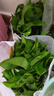 格調生活綠蘿盆栽室內花卉盆栽垂吊長(cháng)藤綠籮懶人桌面客廳綠植四季常綠 180#綠蘿4盆精品原盆+肥料2包 曬單實(shí)拍圖