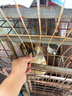 HELLOJOY狗狗零食火腿腸寵物成犬幼犬訓練獎勵雞肉鴨肉牛肉腸 混合味2.7斤 曬單實(shí)拍圖