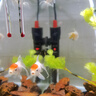 【鶴頂紅】精品金魚幼苗小魚魚苗紅帽招財(cái)冷水鴻運(yùn)當(dāng)頭獅子頭好養(yǎng)魚苗小型 鴻運(yùn)當(dāng)頭買3送3 4-6厘米【靈動(dòng)好看】 曬單實(shí)拍圖