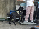 COCS狗胸背帶中大型犬背心式牽引繩防沖爆拉布拉多金毛柴犬邊牧遛狗繩 卡其狗胸背帶1個(gè)-1.5米狗繩1根 XL-(胸圍68-93cm  建議45-90斤） 曬單實(shí)拍圖