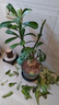 新品沙漠玫瑰盆栽四季花開(kāi)庭院室內外陽(yáng)臺好養花卉綠植好養易活 幻彩戀歌 3年苗當年開(kāi)花 含盆 曬單實(shí)拍圖