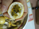 果益壽廣西欽蜜9號黃金百香果 新鮮水果白香果醬原漿整箱 30個裝 嘗鮮果【單果30g以下】 曬單實拍圖