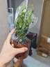 【帶盆高度15-20cm】特價水培驅(qū)蚊九里香七葉蓮盆栽好養(yǎng)驅(qū)蚊綠植 九里香+自動吸水魚缸盆【1盆】 花盆口徑約為10cm 曬單實拍圖