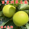 【順豐】百里洲砂梨翠冠梨脆甜湖北宜昌青皮梨子新鮮黃花梨翠玉梨 翠冠梨 5斤大果【普快】 曬單實(shí)拍圖