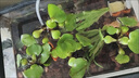 水葫蘆水生水培植物池塘魚(yú)缸龜缸造景浮萍水草水草培植物水養(yǎng)好養(yǎng) 300棵 曬單實(shí)拍圖