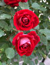 1.6米藤本月季特大花濃香庭院爬藤攀援植物薔薇花苗陽(yáng)臺玫瑰盆栽 【小女孩】多分枝精選母本大苗1.6米高左右 曬單實(shí)拍圖