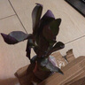 室外室內(nèi)花卉綠植盆栽紫色吊蘭紫竹梅紫羅蘭喜光好養(yǎng)植物鴨芷草 紫竹梅一盆8-10顆原土發(fā)貨送肥料 曬單實(shí)拍圖