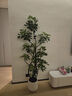 愛(ài)優(yōu)尚造型鴨腳木熊貓綁黑帶客廳大盆栽室內鴨掌木八方來(lái)財源頭直發(fā) 曬單實(shí)拍圖