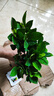 意軒 【帶花苞】陽臺室內(nèi)盆栽花卉梔子花樹苗大葉綠植四季開花枝子花 2年苗【帶花苞】 不含盆 曬單實(shí)拍圖